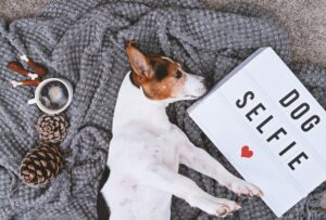Adorable jack russell terrier dog and mood board with text Dog Selfie