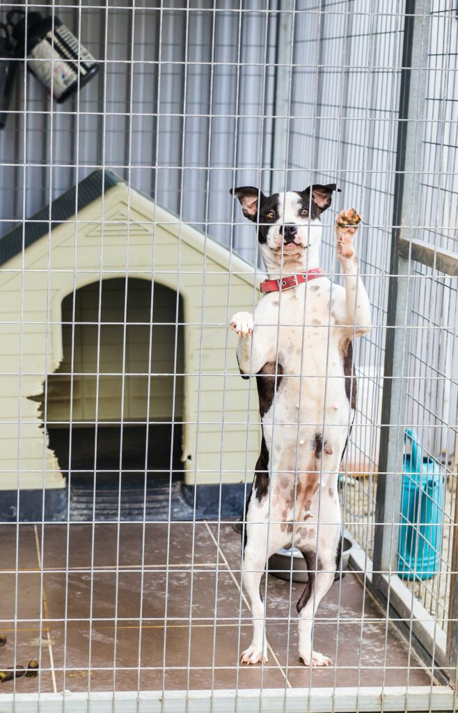 Close up of dog bulldog in a cage.