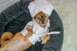 Cute funny dog laying down wearing bathrobe and glasses