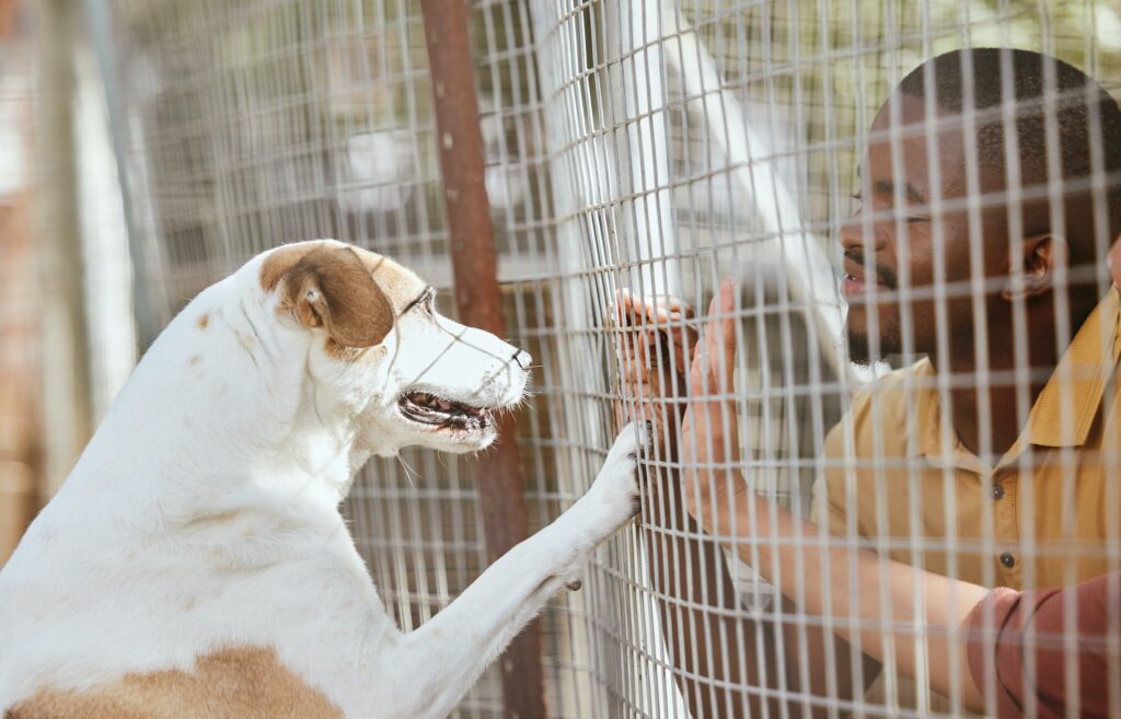 Dog, adoption and animal shelter with a black man volunteer working at a rescue center for foster c