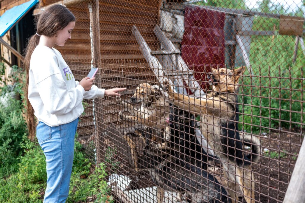 homeless dogs picked up by volunteers live in an animal shelter, they are cared for by a volunteer