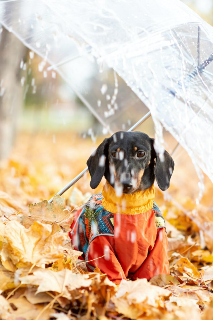 Portrait of a dachshund dog under an umbrella in an autumn park on a rainy day.
