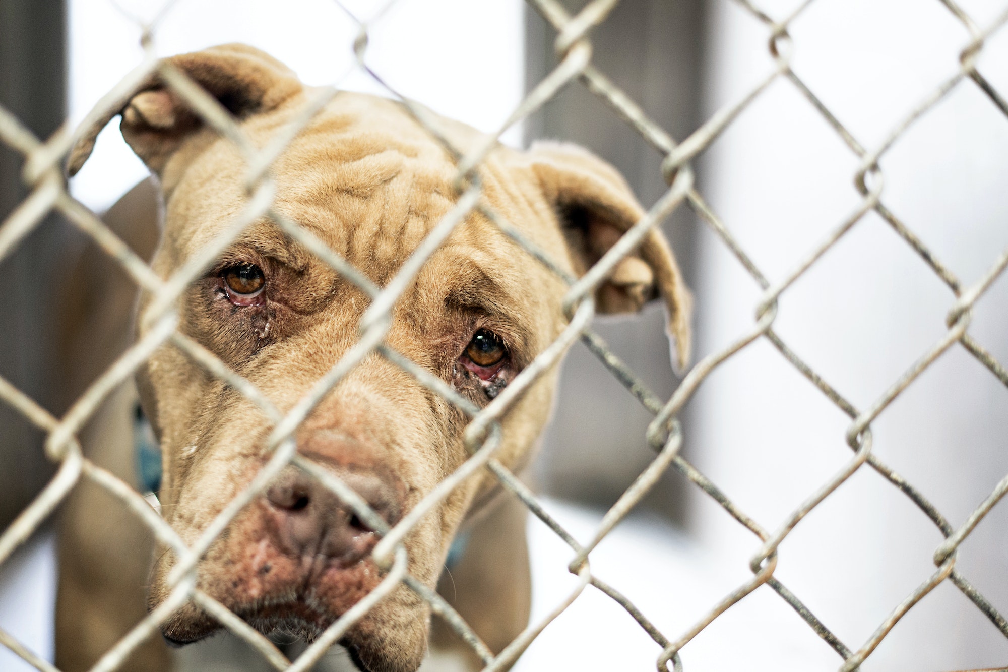 Sad Old Homeless Dog in Shelter Kennel