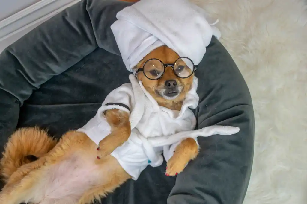 Blu’s Bark of Approval: 10 Products Your Dog Will Love