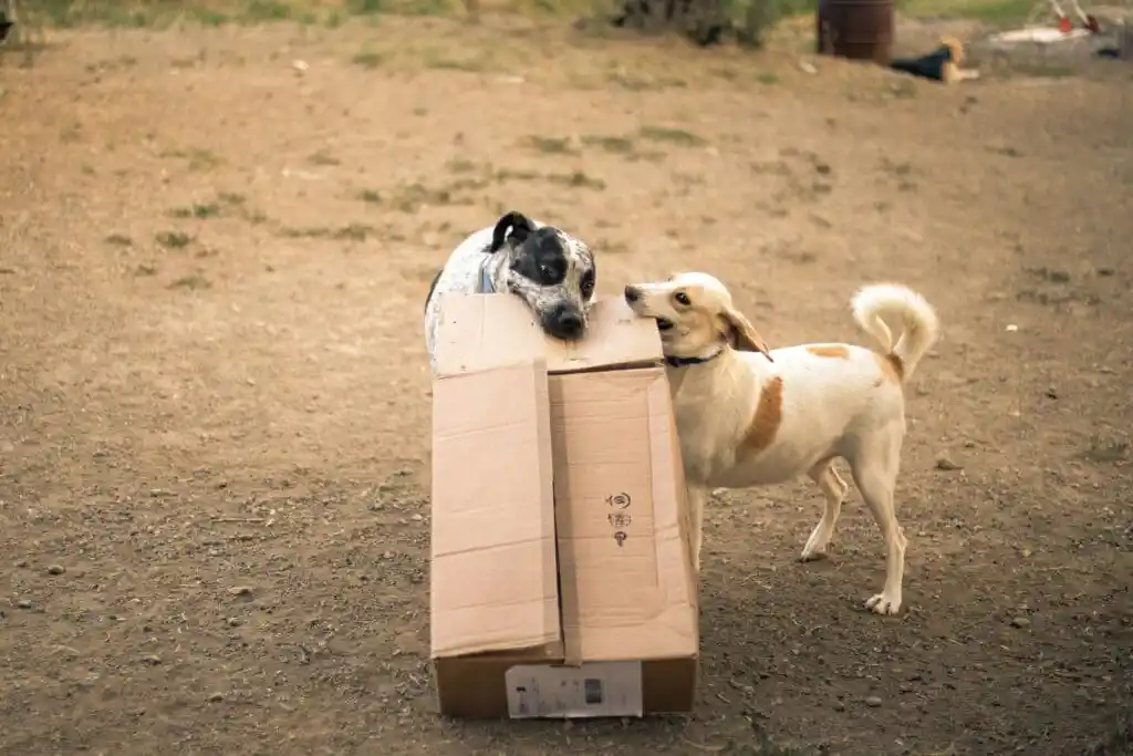Dogs playing with a cardboard box