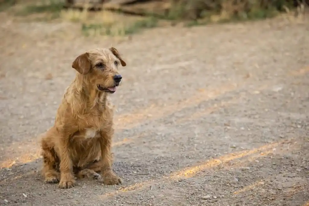 Dog standing outdoors