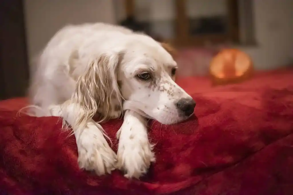 Dog resting on a red blanket