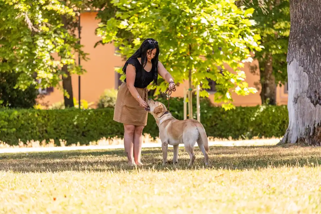 Dog training outdoors