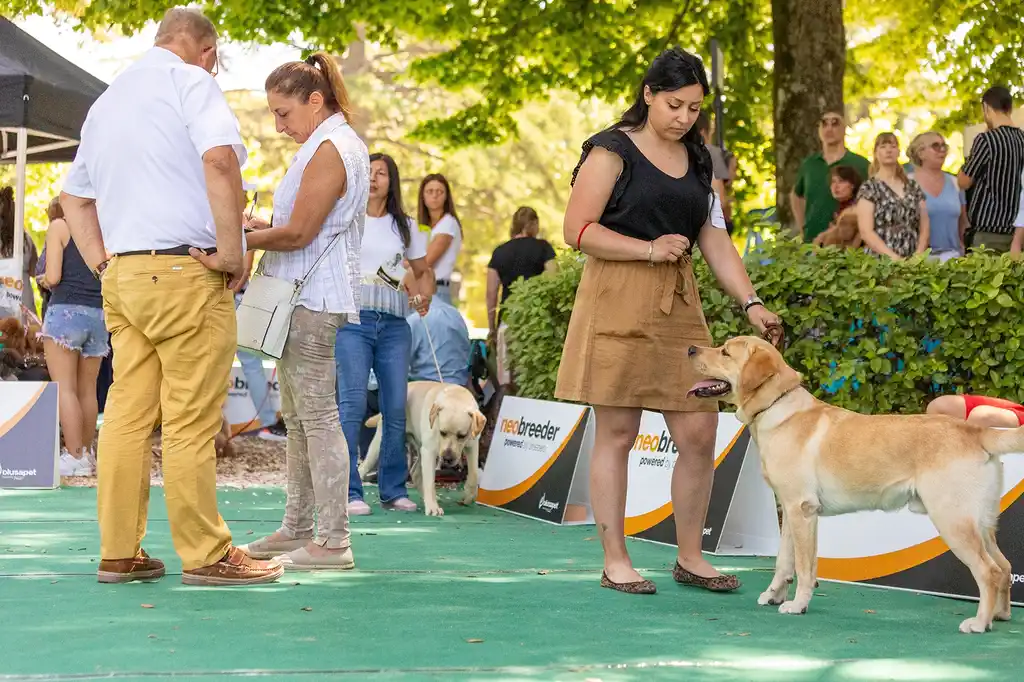 Dog show moment