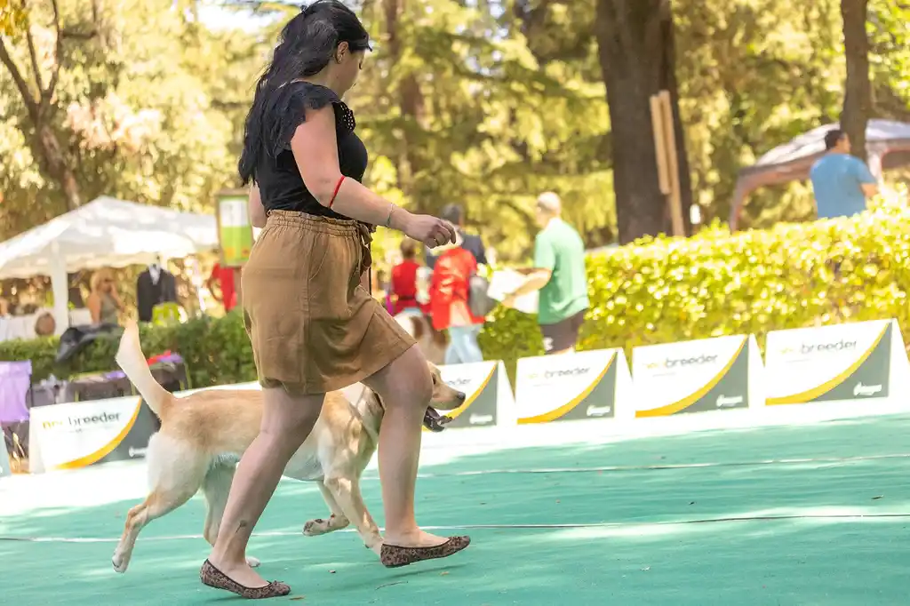 Dog show winner