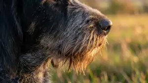 More Than Cute: The Secret Superpower of Dog Whiskers
