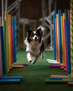 Blu & Niki’s Pawsome Dog Sports Adventure
