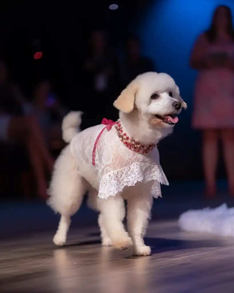 A fashionable Bichon Frise runway look 5
