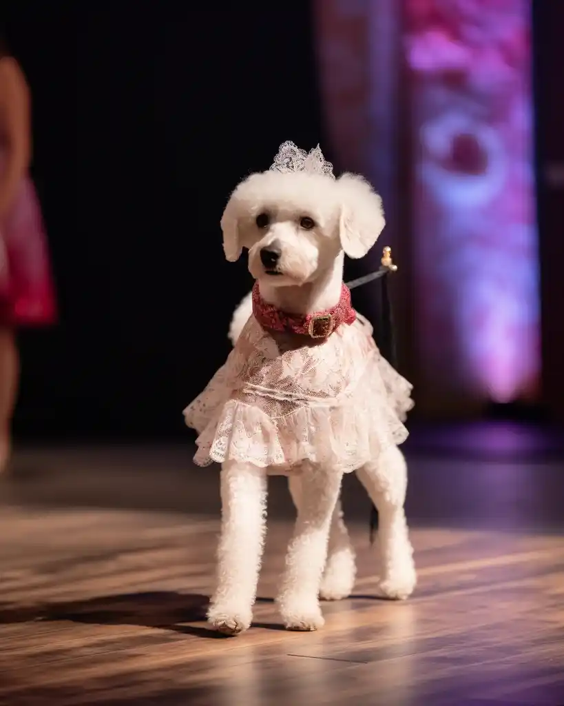 A fashionable Bichon Frise runway look 7