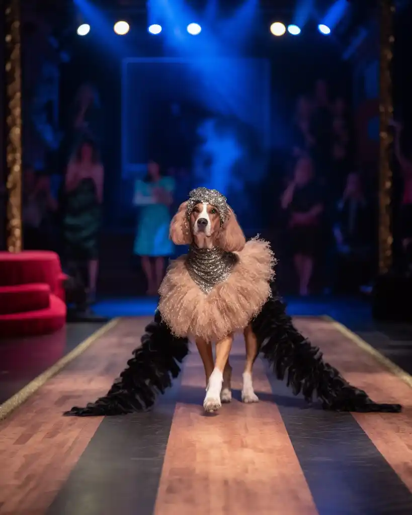 An elegant Cocker Spaniel runway look 9