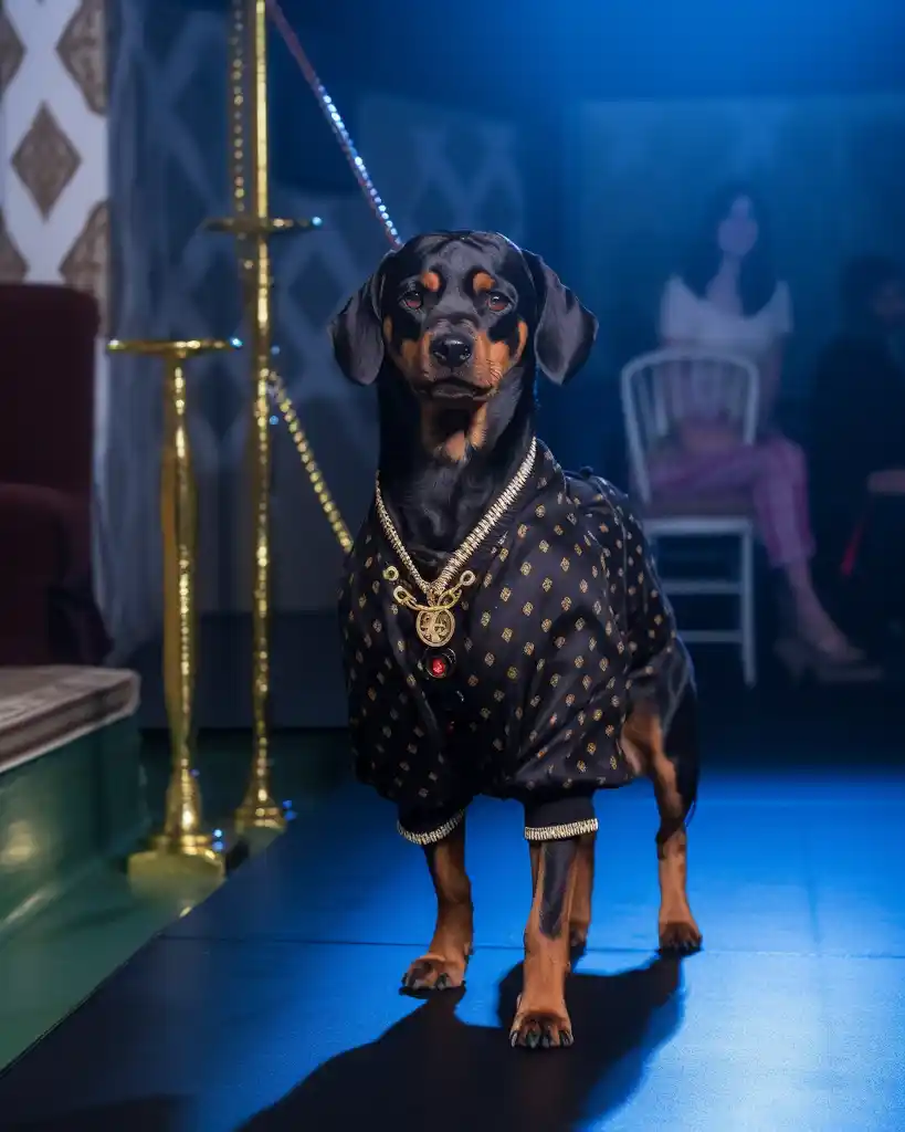 A fierce Rottweiler runway look 4