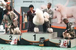 Title: “The Mane Event: The Truth Behind the Poodle’s Lion Cut”