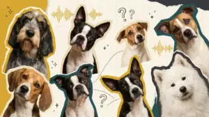 Why Do Dogs Tilt Their Heads? The Cute Science Explained